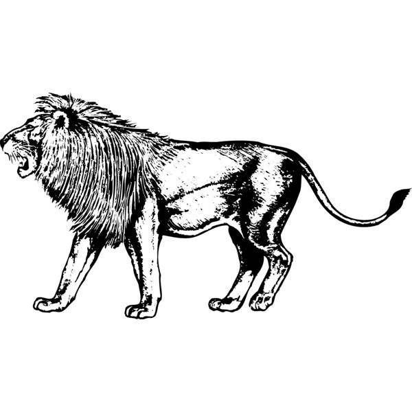LION003 Thumbnail