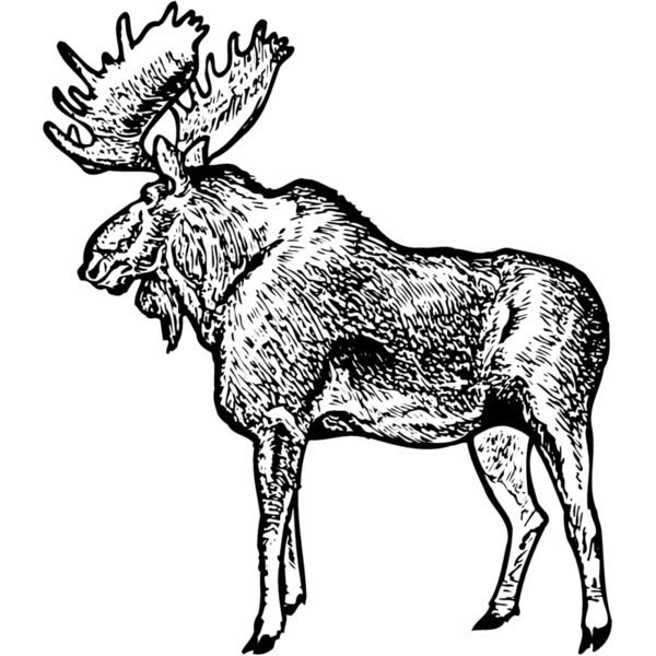 MOOSE004 Thumbnail